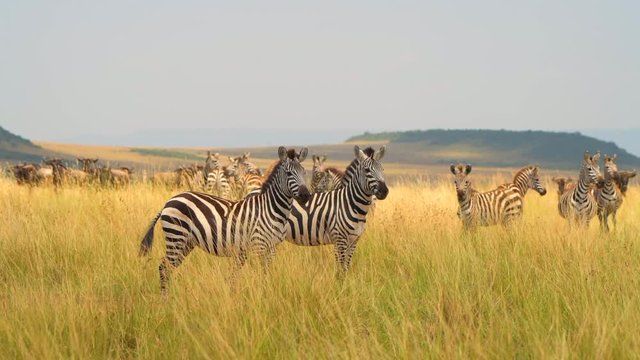zebra migration closeup in masimara national reserve  grass land forest