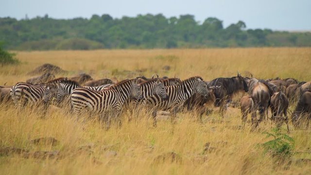 wildebeest and zebra migration in masai mara national reserve green mountains closeup