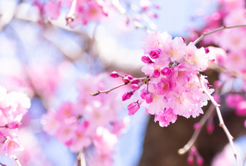 しだれ桜 (68-1)