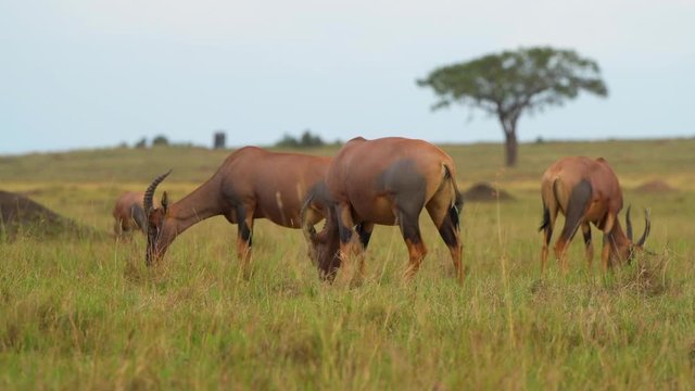 topi in masai mara national reserve grass land video