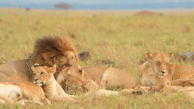 lion family with cubs lioness together masai mara forest grassland