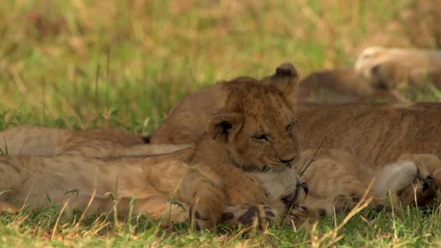 lion cubs playing around masai mara family national reserve family