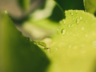 water drops on green leaf