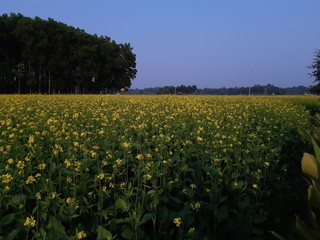 Yellow mustard land and green tree.