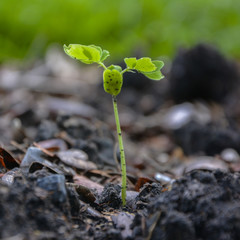 In the hands there are seedlings with a backdrop of mountains.environment Earth Day In the hands of trees growing seedlings.