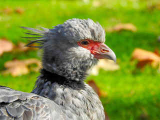 A Crested Screamer Up Close