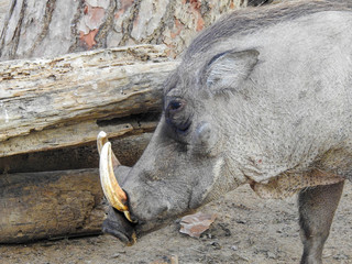 African Warthog
