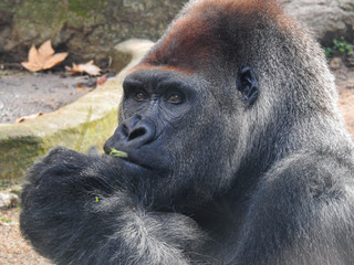 Alpha Male Lowland Gorilla
