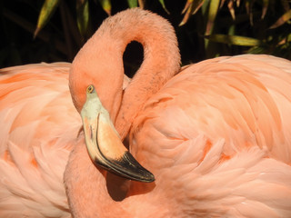 American Flamingo with a Curved Neck