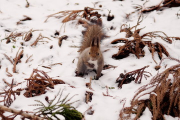 Fototapeta premium 木の実を探すエゾリス