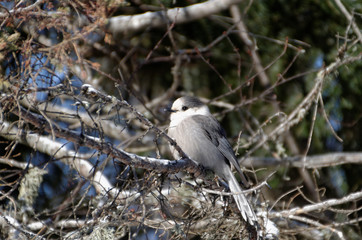 Canada Jay AKA Gray Jay