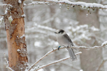 Canada Jay AKA Gray Jay