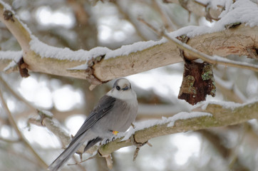 Canada Jay AKA Gray Jay
