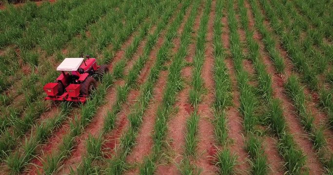 Sugarcane planting by applying fertilizer and insecticides with tractor.