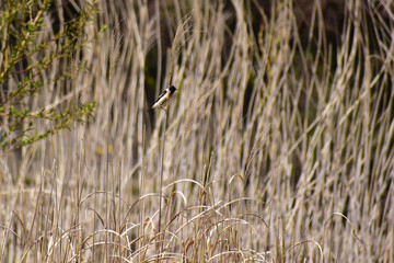 細枝に止まるジョウビタキ