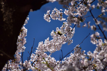 メジロとさくらと青空