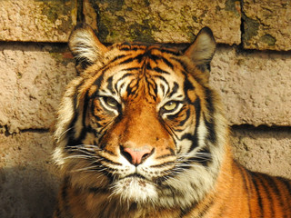 Beautiful Bengal Tigar