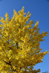 Fototapeta premium 黄葉したイチョウと青空