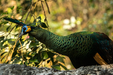 Obraz premium peacock in the park