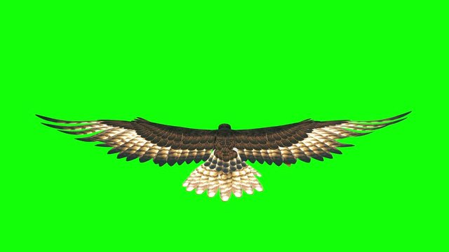 3d render hawk flying loop on green screen ,back view