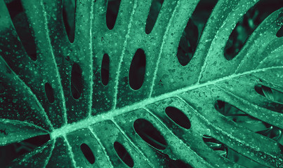 Fototapeta na wymiar Monstera leaf in green color.