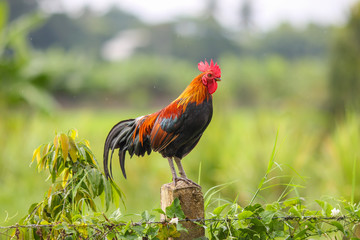 Beautiful male Thai native rooster or cock on cement fence pole with green nature background