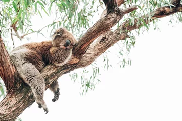Poster Ein süßer schlafender Koala auf einem Baum in Australien nicht weit von den Buschfeuern © Alex Bascuas