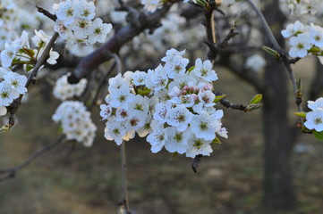 Pear flower in full bloom in spring