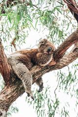 A cute sleeping koala enjoying siesta on a tree in Australia not far from the bushfires