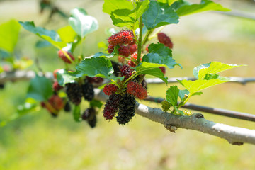Mulberry on a branch