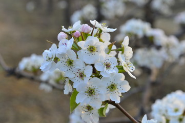 Pear flower in full bloom in spring