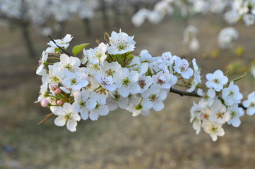 Pear flower in full bloom in spring