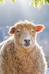 Single woolly white sheep backlit in a pasture on a sunny winter day