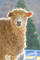 Obraz premium Single woolly white sheep backlit in a pasture on a sunny winter day