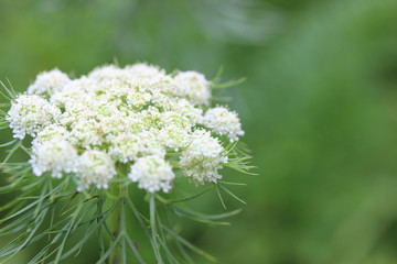 carrot flower