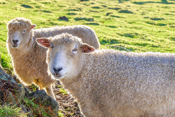 Obraz premium Two woolly white sheep backlit in a pasture on a sunny winter day