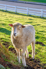 Single woolly white sheep backlit in a pasture on a sunny winter day