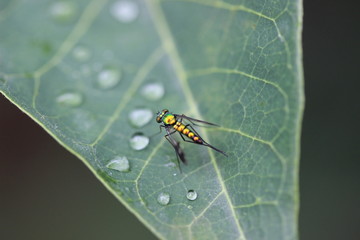 metalic green insect