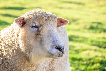 Single woolly white sheep backlit in a pasture on a sunny winter day