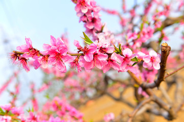 In full bloom in the peach blossom