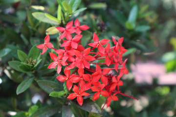 Red asoka flower close up