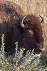 The Noble American Bison