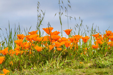 California poppies at eye-level in Chino Hills State Park