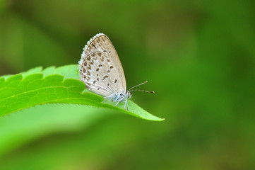 Fototapeta na wymiar butterfly on a leaf