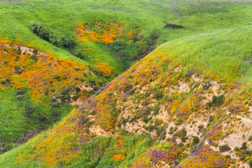 A hill full of poppies during Southern California's super bloom