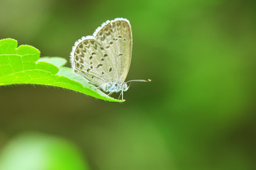 butterfly on a leaf