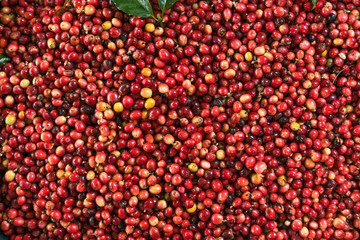 Fresh red coffee red cherry coffee bean in hands