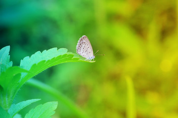 butterfly on a leaf