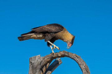 Crested Caracara walking along a Dead Tree Branch