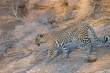Fototapeta na wymiar Leopard Stalking through Dry River Bed